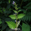 Official Mad Dog Skullcap – 50 Seeds