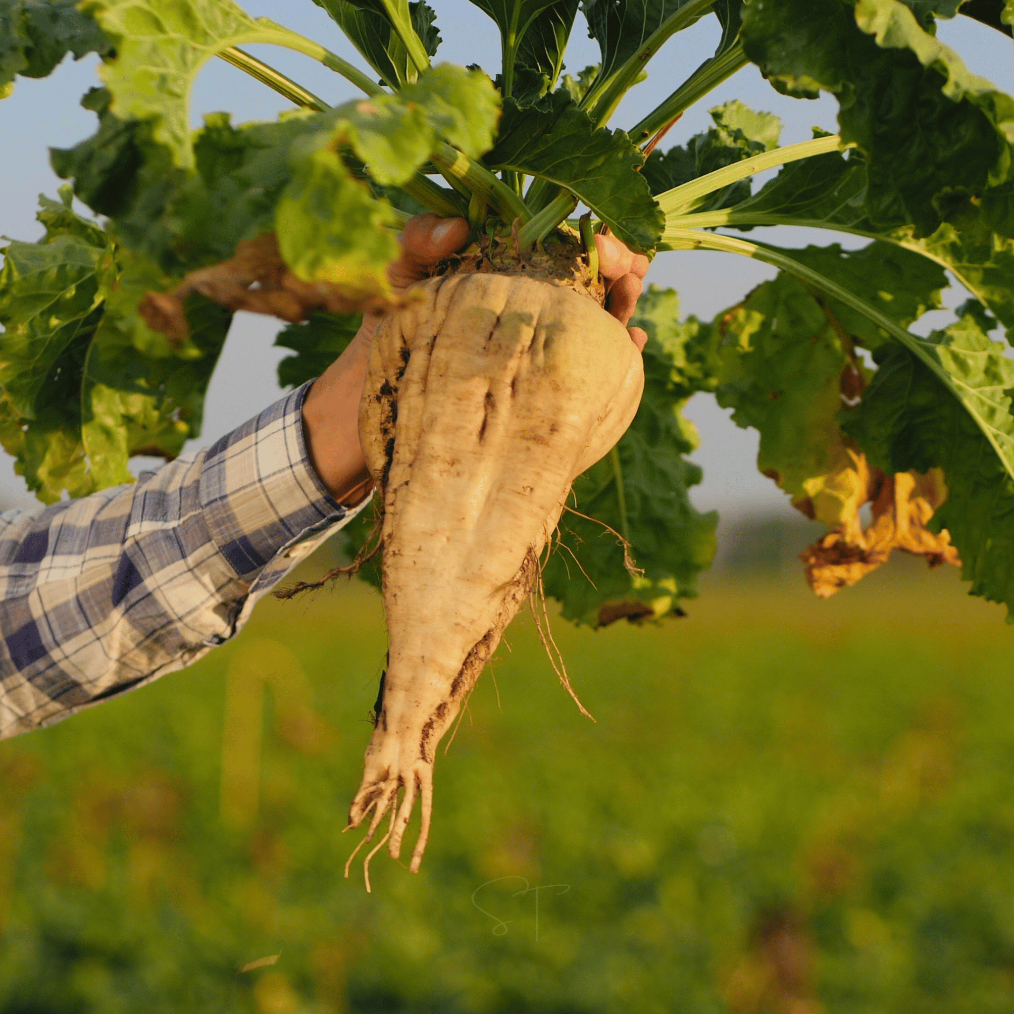 Sugar Beet – 50 Seeds