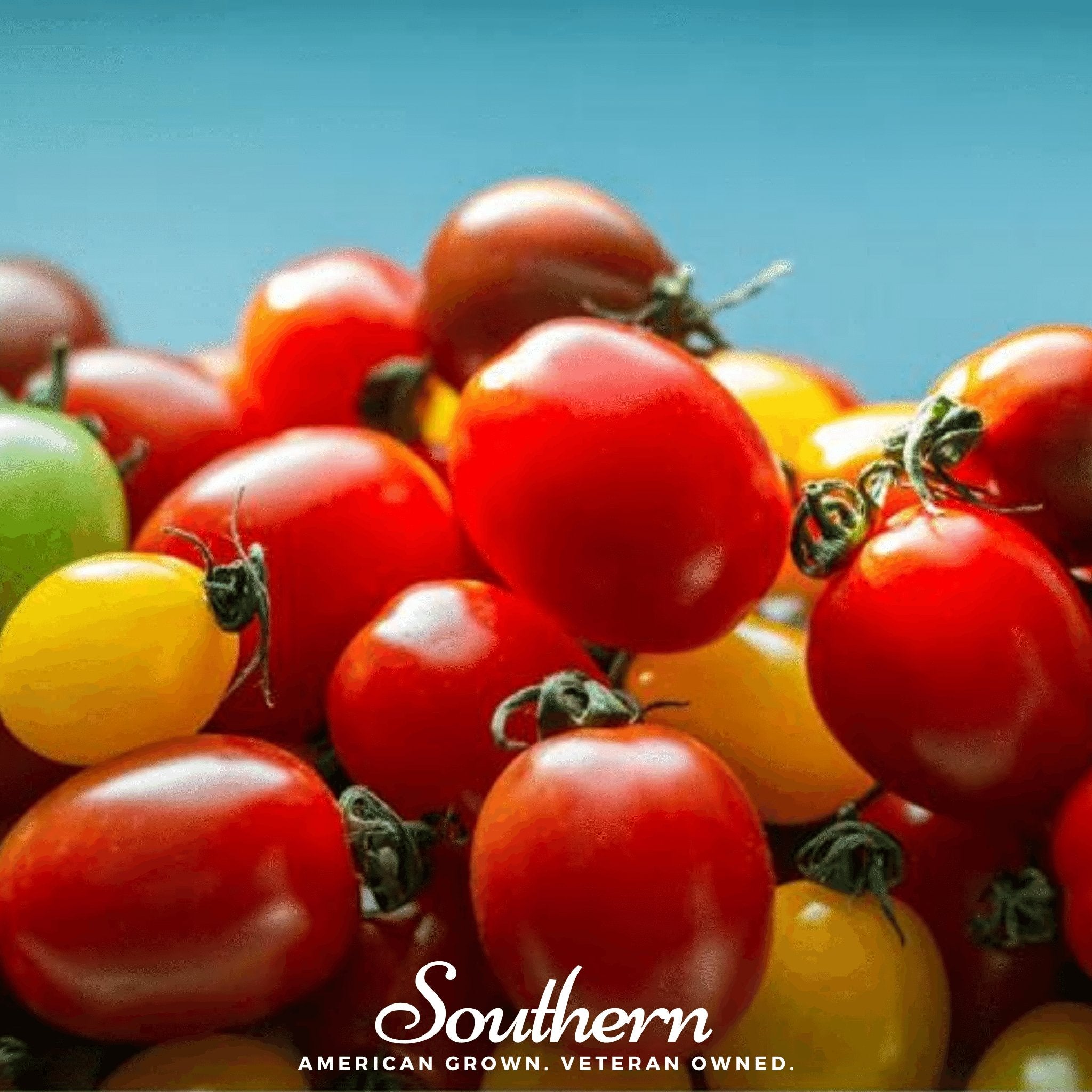 Rainbow Cherry Tomato – 50 Seeds
