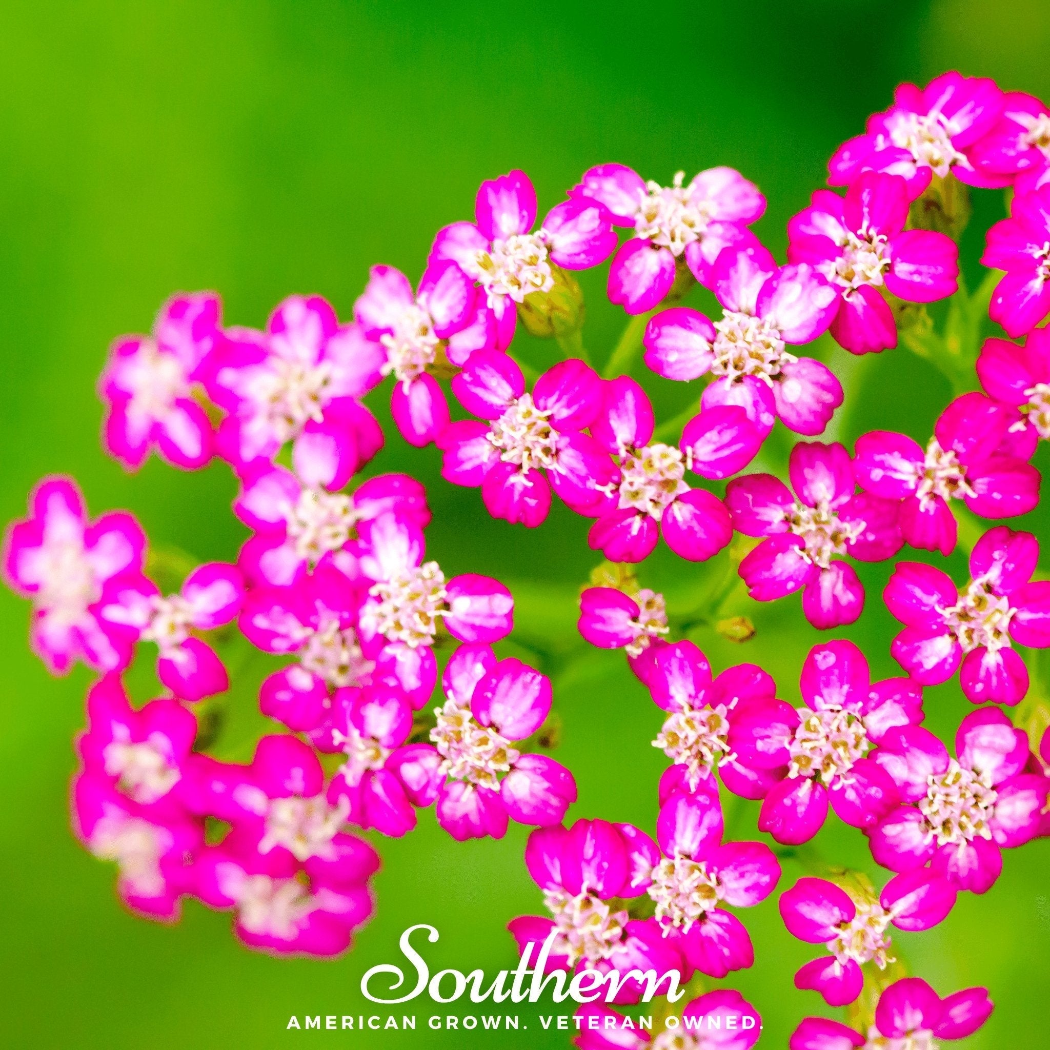 Cerise Queen Yarrow – 50 Seeds